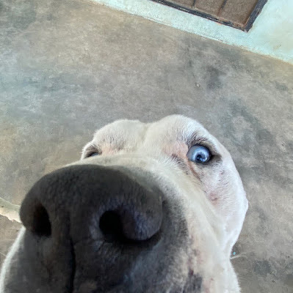 Meet your Posher, Pablo